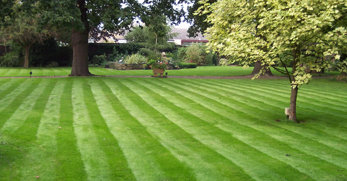 Professional tree surgery and arboriculture