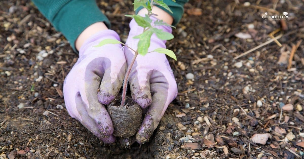 Manicured estate gardens