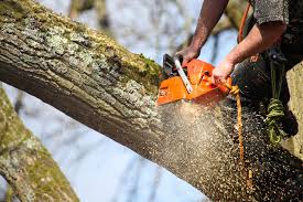 Professional tree surgery and arboriculture